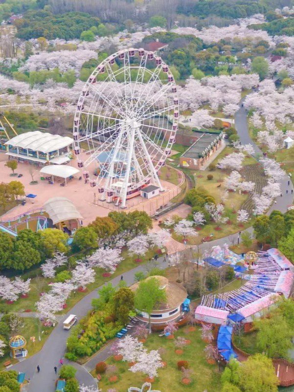 2025顾村公园樱花全攻略🌸魔都春日顶流！ 1 特价酒店&旅居攻略 来自小红书网页版