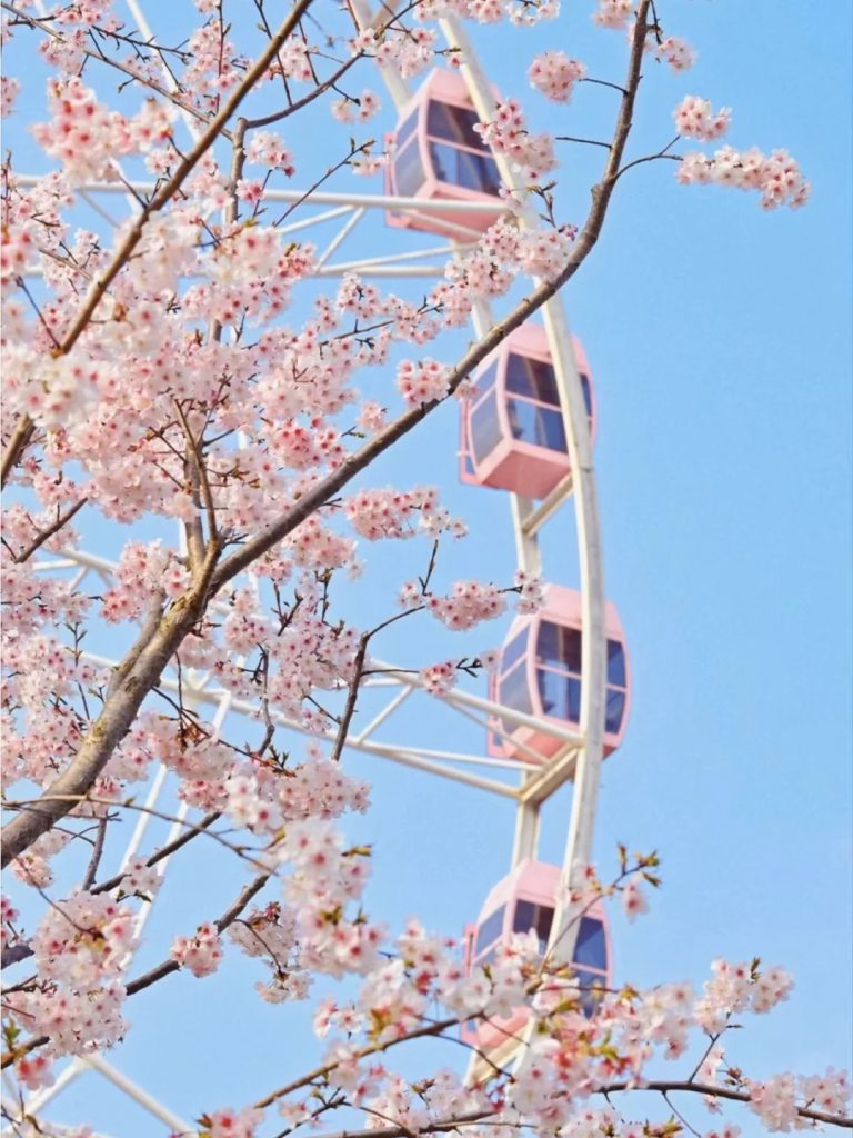 2025顾村公园樱花全攻略🌸魔都春日顶流！ 2 特价酒店&旅居攻略 来自小红书网页版
