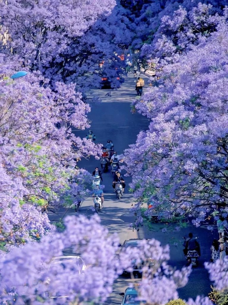 蓝花楹💐｜属于昆明春天的紫色的浪漫 1 小溪 来自小红书网页版