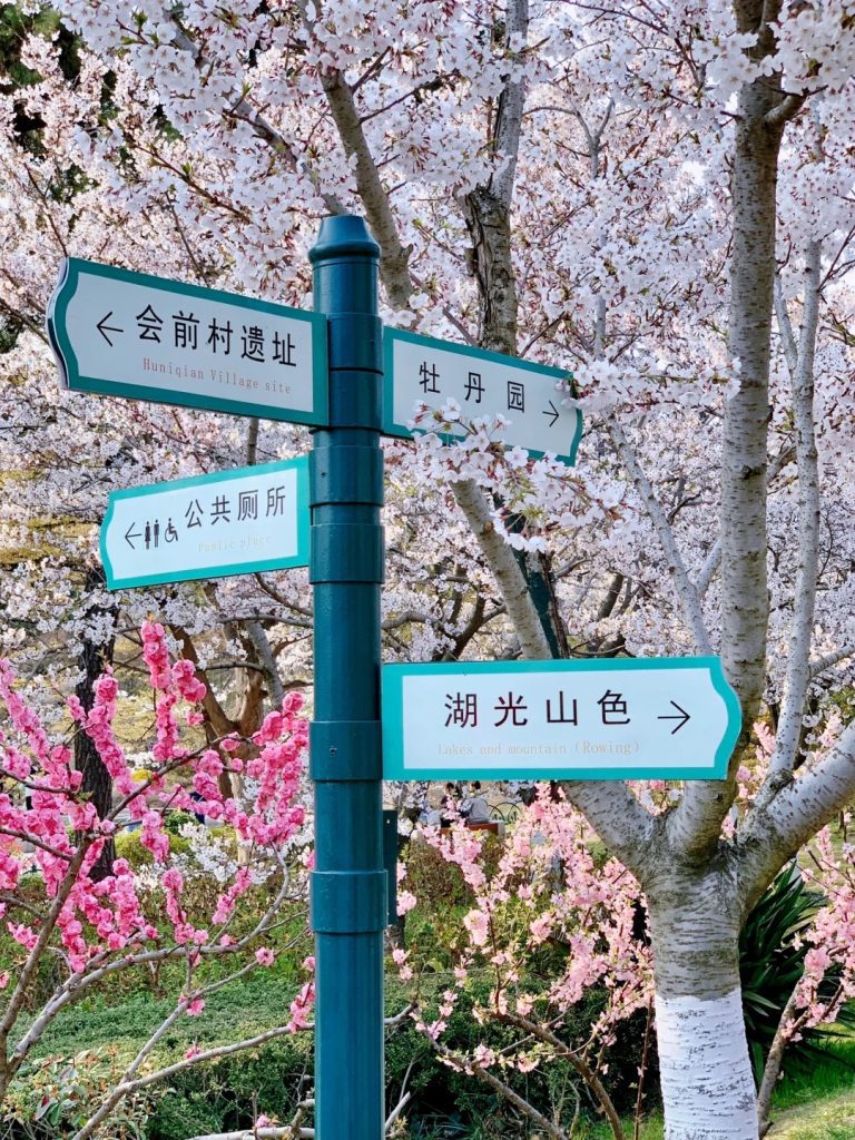 🌸青岛 中山公园已经美到next level啦！ 5 mickey小可爱吖 来自小红书网页版