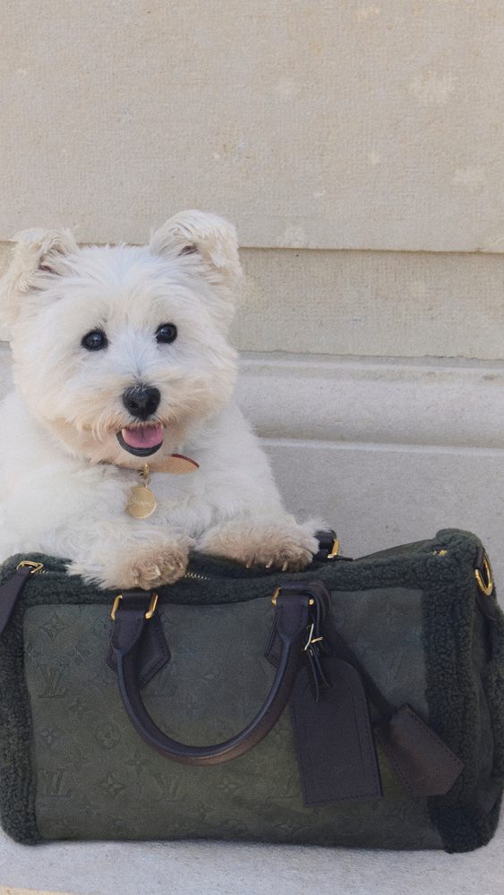 men's ss26 precollection dog accessories 4