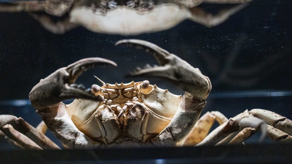 real specimens of deep sea creatures such as the western crystal crab reveal the resilience and diversity of life in extreme deep sea environments credit to marina bay sands